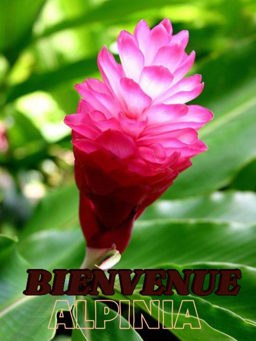 생트안느 Alpinia 아파트 외부 사진